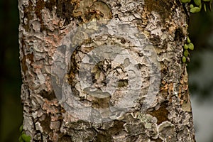 Bark texture of tree.