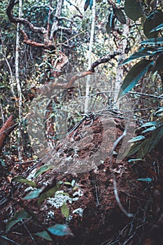 Bark texture of a tree native and rock to the Brazilian cerrado