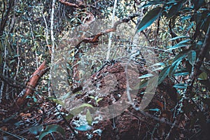 Bark texture of a tree native and rock to the Brazilian cerrado