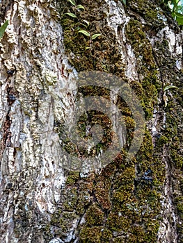 Bark textureTree bark texture, the texture of tree bark covered with moss