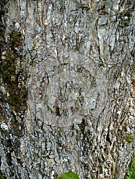 Bark textureTree bark texture, the texture of tree bark