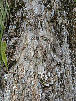 Bark textureTree bark texture,the texture of tree bark covered with moss