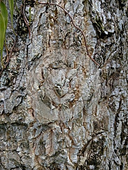 Bark textureTree bark texture, the texture of tree bark covered with moss