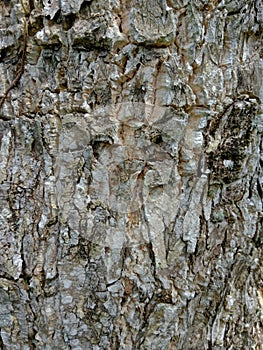 Bark textureTree bark texture, the texture of tree bark covered with moss