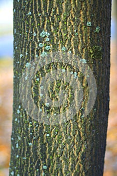 Bark of tree