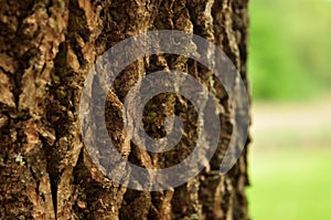 Bark of a tree