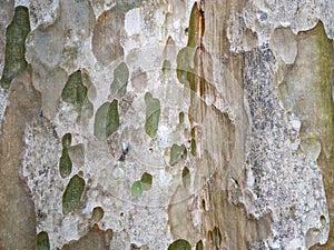 bark of tree