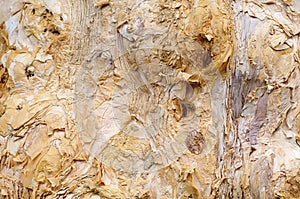 Crosta da un albero 
