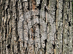 The bark of  tree