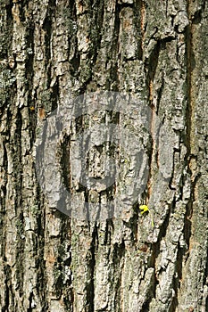The bark of tree