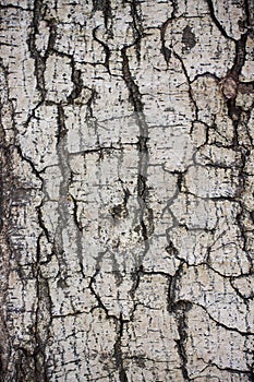 Bark of tree