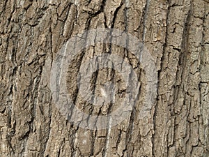 The bark of the tree