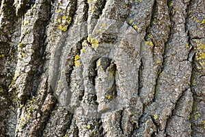Bark of tree abstract brown