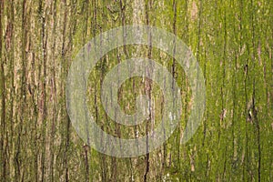 Bark  tree background close up view