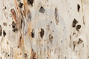 Bark of tree. Background. Wallpaper texture.Close up.