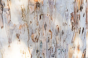 Bark of tree. Background. Wallpaper texture.Close up.