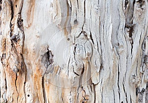 Bark of tree. Background. Wallpaper texture.Close up.