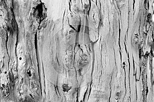 Bark of tree. Background. Wallpaper texture.Close up.