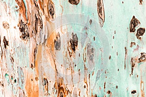 Bark of tree. Background. Wallpaper texture.Close up.