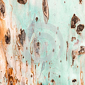 Bark of tree. Background. Wallpaper texture.Close up.