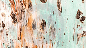 Bark of tree. Background. Wallpaper texture.Close up