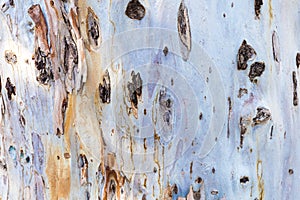 Bark of tree. Background. Wallpaper texture.Close up.