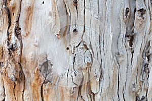 Bark of tree. Background. Wallpaper texture.Close up.
