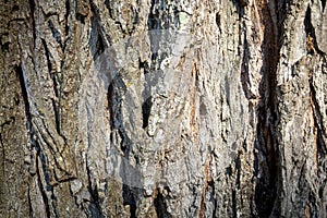 Bark of a tree