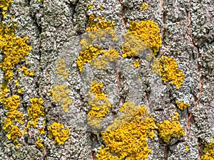 Bark tree closeup. Fungus ecosystem on tree bark. Common yellow lichen. Natural texture