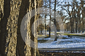 The bark on the tree in the cold utah park