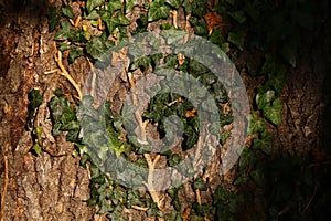 Bark of tree covered by ivy