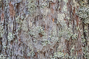 The bark of the tree is covered with lichen