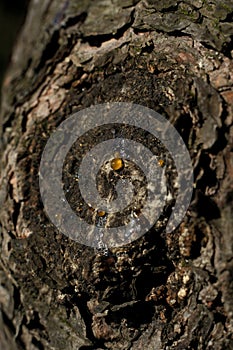 Bark of a tree in the forest. A drop of resin on the bark of a tree