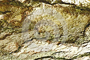 Bark of tree. great texture for your design