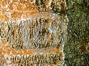 The bark of a tree with growths.