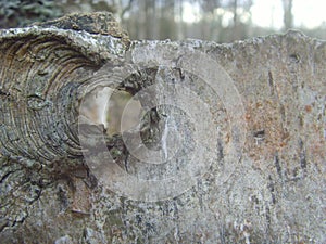 Bark of tree with a hole. Cora from an old tree.