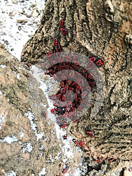 The bark of a tree with an interesting natural ornament. Also there a lot of red bugs gathered in one place.