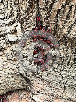 The bark of a tree with an interesting natural ornament. Also there a lot of red bugs gathered in one place.