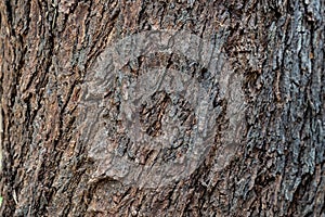 The bark of a tree