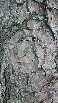 A bark tree match as background, wallpaper, design, and other usefull about art