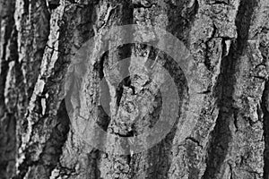 Bark of a tree in monochrome