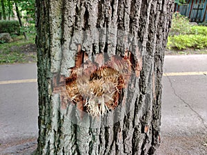 The bark of a tree was torn off due to the impact of a projectile as a result of hostilities photo
