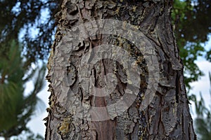 Bark of tree with sabila