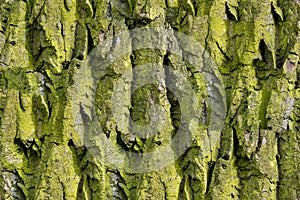 Bark of tree. Seamless Tileable Texture