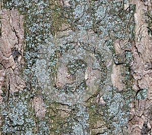 Bark of tree. Seamless Tileable Texture