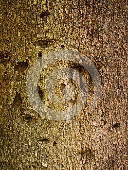 Bark Tree Texture