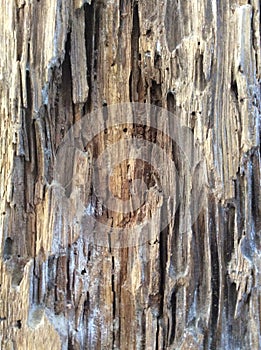 Bark of tree texture