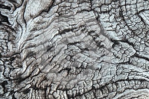 Bark of tree texture