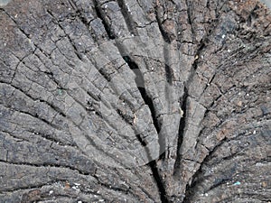 Bark of tree texture.