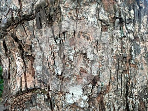 bark or tree bark texture, bark background photo